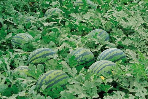 邳州网红吃瓜群微信,揭秘网络社交圈的趣味与争议