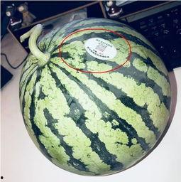 网红拍照吃瓜,吃瓜拍照，潮流新风尚