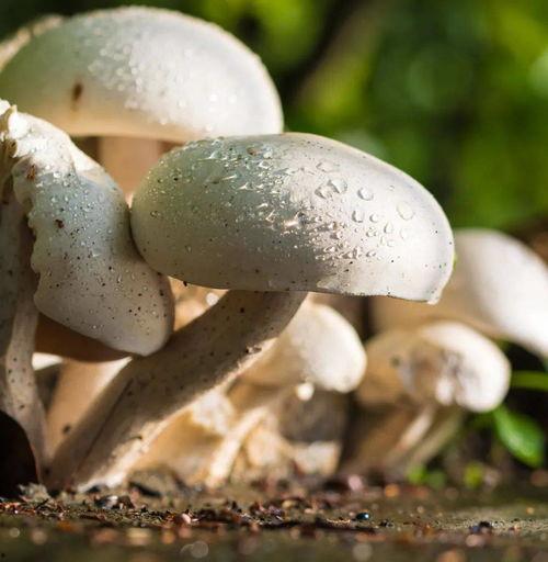 蘑菇吃瓜网最新爆料新闻