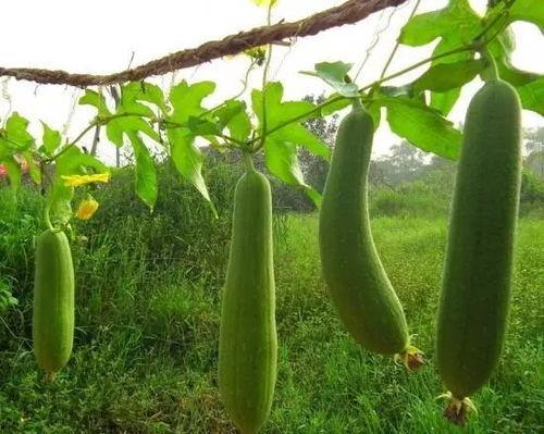 吃瓜网菜金,揭秘网络美食背后的故事